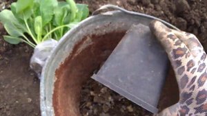 Что положить в лунку под раннюю капусту