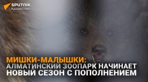 Новый сезон Алматинского зоопарка: на свет появились тянь-шаньские медвежата