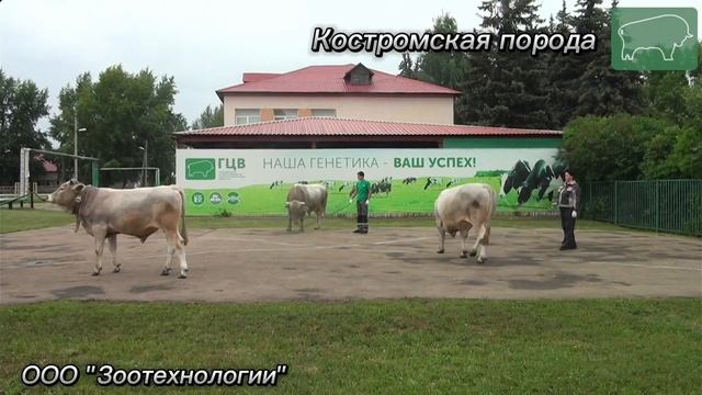 Выводка быков-производителей Костромской породы.