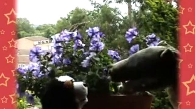 Dog and Croc: Flowers смотреть онлайн