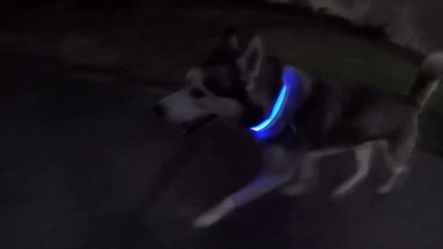 Светящийся ошейник для собак смотреть онлайн