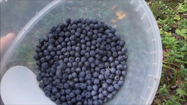 Черника ягода. Сергей Герук. Прочёл Ивашка Шишкин. смотреть онлайн