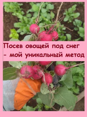 Посеяла 4 марта в теплице овощи под снег, урожай будет в апреле - смотрите, это мой уникальный метод