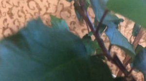 Жёлтый махровый гибискус. Обрезка- залог пышного цветения.