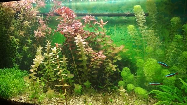 Травник 100 литров смотреть онлайн