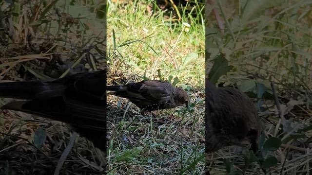Птичьи трели...🥰 #открытыймир #nature #птицы #naturephotography #birds #мойпуть #моймир