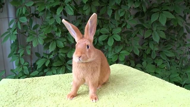 Племенные бургундские мясные кролики смотреть онлайн