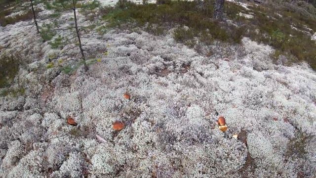 Северная беломошная сказка! Боровики-2021. Продолжение первое. смотреть онлайн