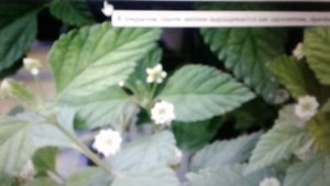 Липпия сладкая: лечебные свойства, применения и вред.