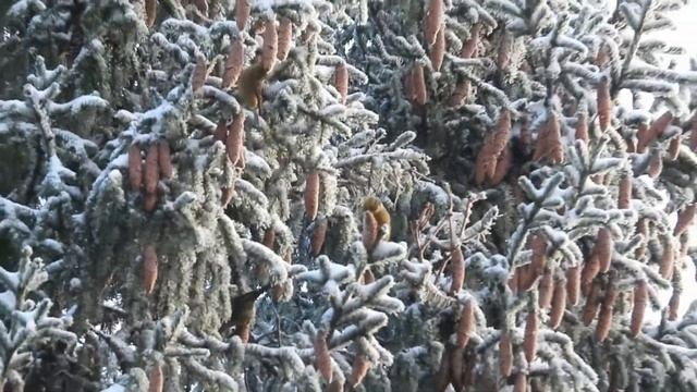 № 1859 10 12 2021 Клесты смотреть онлайн