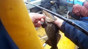 Карелия, рыбалка, треска