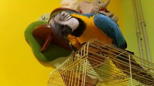 Кубинский амазон и сине-желтый ара