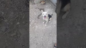 Знакомство с моей собакой  Пулей