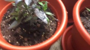 Выращивание острого перца(Carolina Reaper) #4