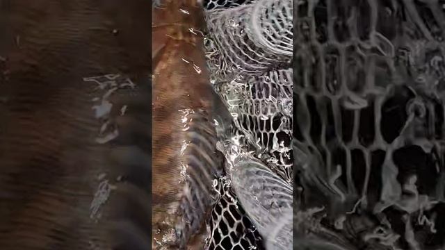 Рыбалка в Самаре. Клюют судаки
