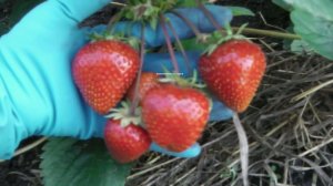 ВКУСНАЯ  КРУПНАЯ  В ВИДЕ  СЕРДЕЧКА   КЛУБНИКА   МАДЛЕН  ОПИСАНИЕ
