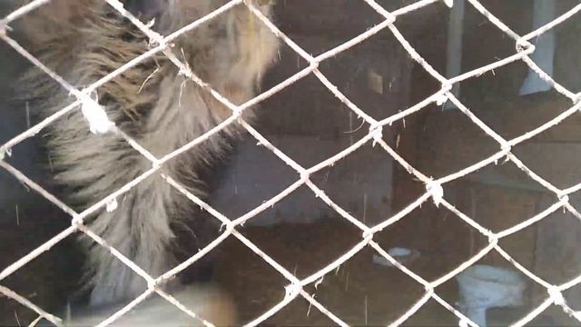 Снег и собаки, немецкая и европейская овчарка тянут сани. снег в крыму. Как выгуливать собак зимой. смотреть онлайн