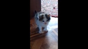 Реакция #1 взрослой кошки на маленького котёнка. Приколы. Cat
