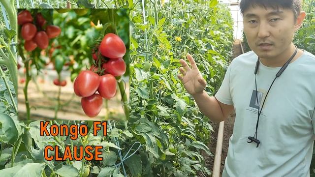 Kongo F1 и Madrid F1. Оригинальные томаты от компании Clause! Обязательно попробуйте вырастить! смотреть онлайн