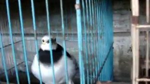 Птица страшно орёт