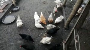 Никогда не выбрасывайте банановые шкурки, если у вас есть куры ###