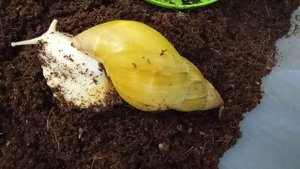 что нужно для улитки ахатина