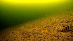 Балансир Рапала при высоком давлении по барометру. Окунь прибит ко дну. подводные сьемки.