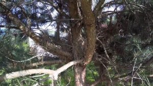 ФОРМИРОВАНИЕ КРОНЫ СОСНЫ ОБЫКНОВЕННОЙ