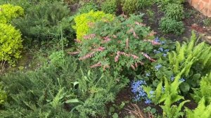 Голубой хулахуп/ мои первые цветы/ петуния из семян зацвела.