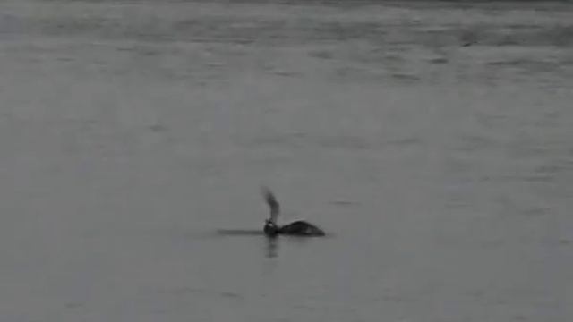 Great Skua vs. GBB Gull, Shetland. смотреть онлайн