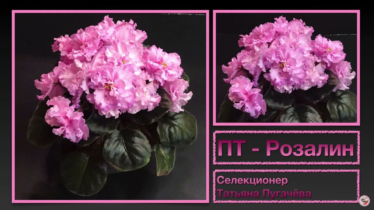 Фиалка ПТ-Розалин. African violet blooming. Цветение июль 2022 г.