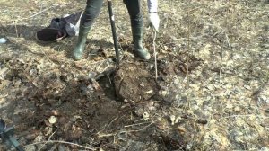 Покопушки весна 2024. Поиск монет.