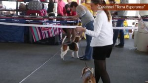 Монопородная выставка биглей