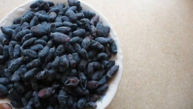 ЖИМОЛОСТЬ сорт ЮГАНА урожай 2021. honeysuckle variety Yugana смотреть онлайн