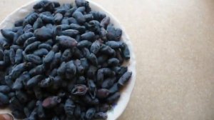 ЖИМОЛОСТЬ сорт ЮГАНА урожай 2021. honeysuckle variety Yugana