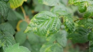 Вредители малины. Паутинный клещ на малине.