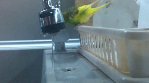 Жара, как принимают душ попугаи? 