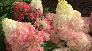 НАЧАЛАСЬ СТРОЙКА, МНОГОЛЕТНИКИ НА ПРОДАЖУ, ОБЗОР САДА, ТЕПЛИЦ