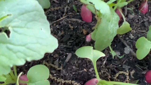 French Breakfast Radish Secrets to a good harvest смотреть онлайн