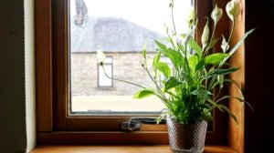 Какие комнатные растения подходят вам по знаку зодиака. Зеленый гороскоп.