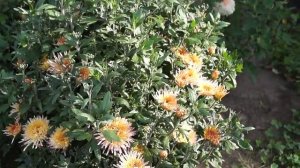 Хризантема -почтой России.Сорта,характеристики.