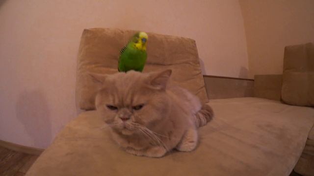 Волнистый попугай Кеша очень любит кота Марсика ❤️ смотреть онлайн