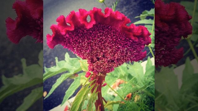 #доставкацветов #цветыкиев #Украина #корзинысцветами #розы #хризантема #floristika #florist #flowe смотреть онлайн