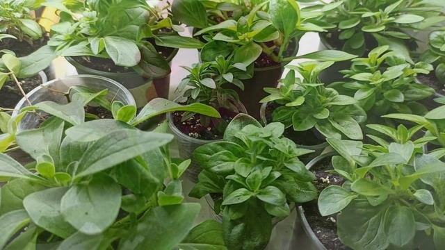 САМЫЕ ЯРКИЕ и РАННЕЦВЕТУЩИЕ ЦВЕТЫ! ЦВЕТЕНИЕ ЗИМОЙ