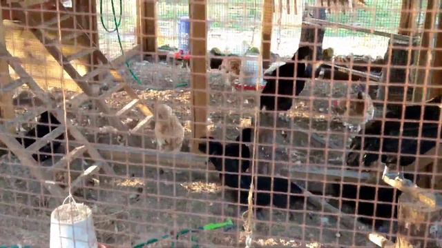 Chicken Breeds: Which one is the most aggressive? смотреть онлайн