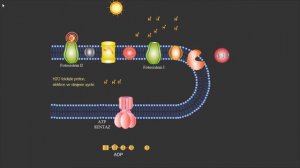 Fotosentez kemiosmotik hipotez animasyonu-Chemiosmotic hypothesis