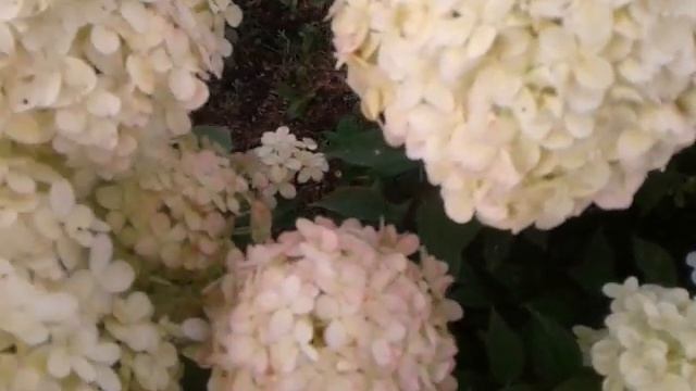 Новые гортензии. Фрайз мельба, Лаймлайт.  Сентябрь.