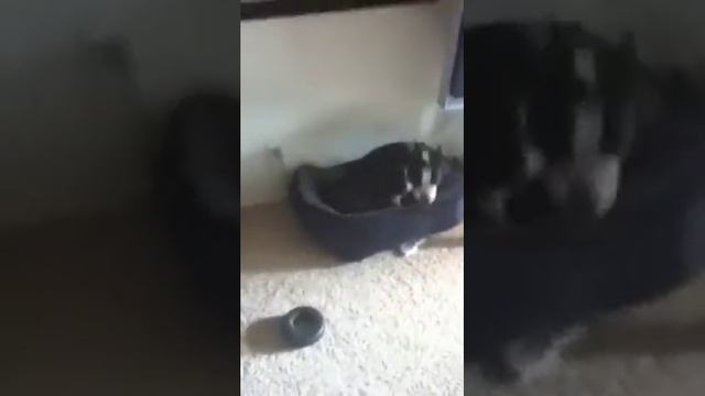 Puppy Jail смотреть онлайн