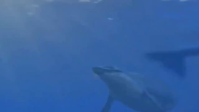 САМЫЕ СТРАШНЫЕ МОРСКИЕ ЧУДОВИЩА В МИРЕ, которые реально существовали смотреть онлайн