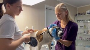 Профилактика бешенства Шлиссельбург